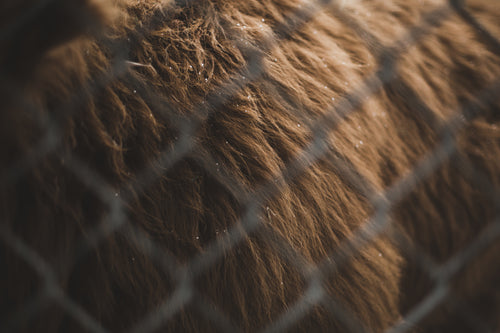 close up on bison fur