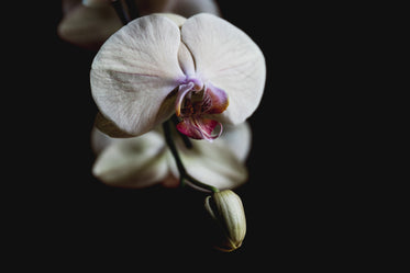 close up on delicate orchid