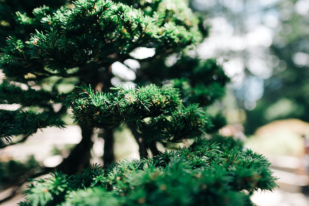 close up on evergreen bonzai