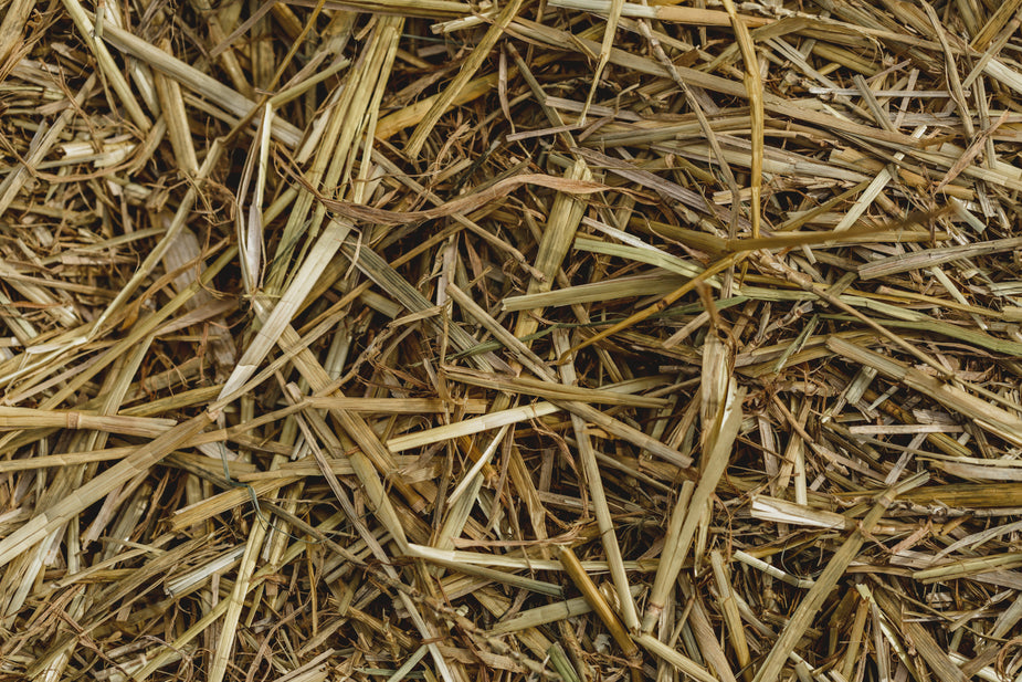 Free Close Up On Hay Texture Photo — High Res Pictures