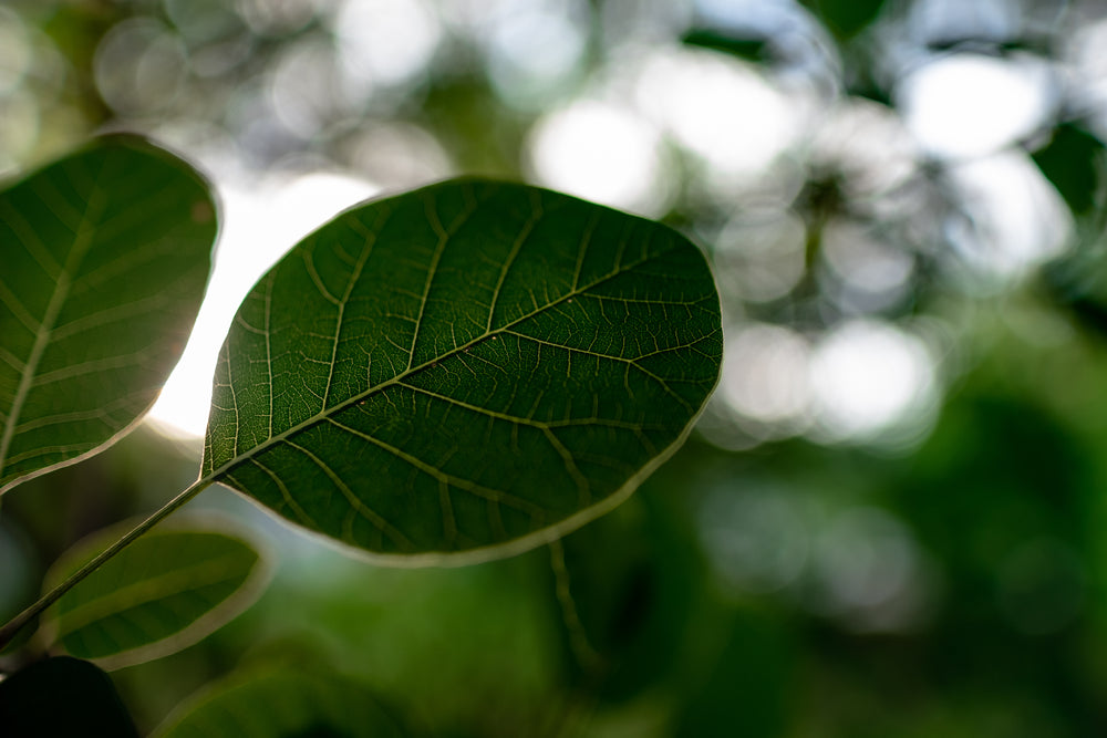 close up on leaf in sun