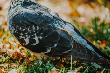 Browse Free HD Images of Close Up On Pigeon Feathers
