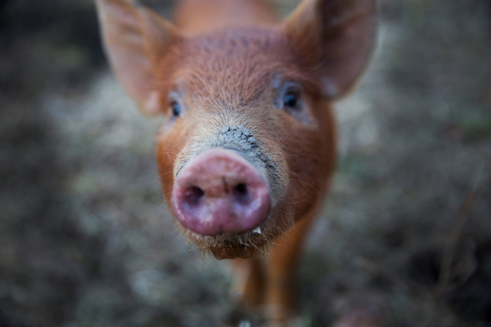 close up on piggy snout