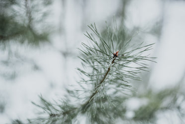 close up pine needles