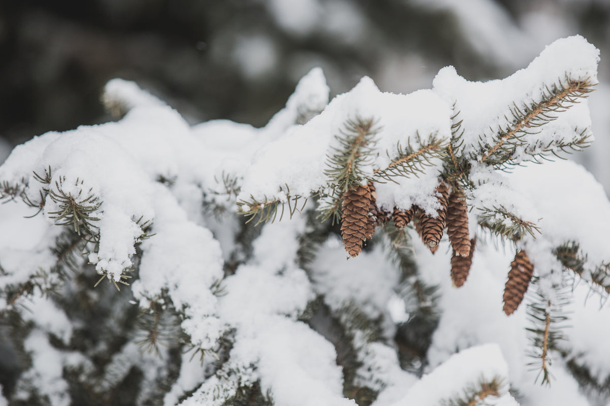 close up pinecones on snowy branch