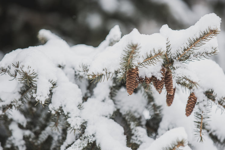 雪枝上的松果