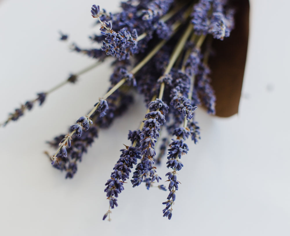 close up purple blooms of lavender