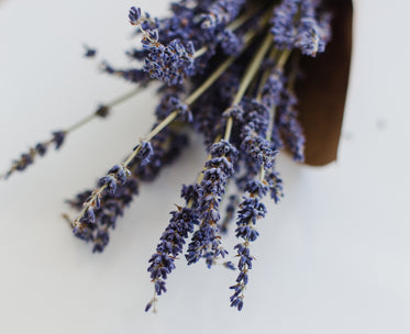 close up purple blooms of lavender