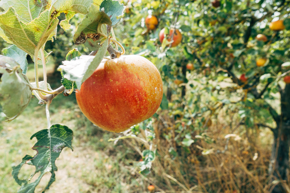 close up red apple on the tree