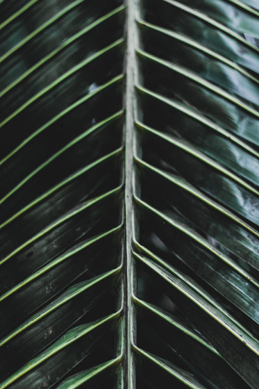 close up showing detail in leaf