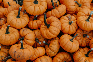 close up small pumpkin pile