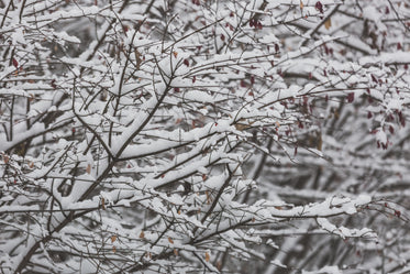 close up snow on branches