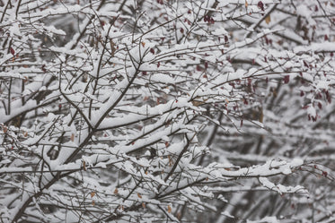 Free Close Up Snow On Branches Image: Browse 1000s of Pics