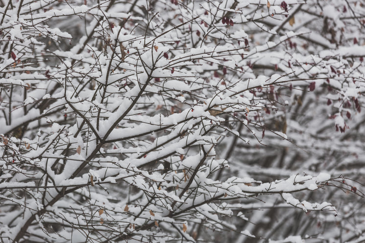 在樹枝上積雪