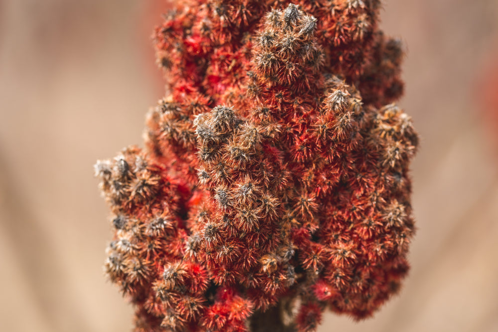 close up sumac macro