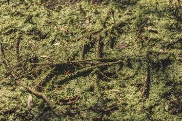 Free Close Up Swamp Greens Photo — High Res Pictures