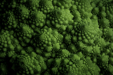 close up texture of romanesco broccoli