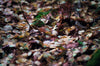 close up wet fall leaves on the forest floor