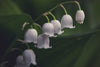 close up white lily of the valley flower