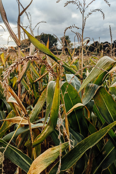 close up within the cornfield