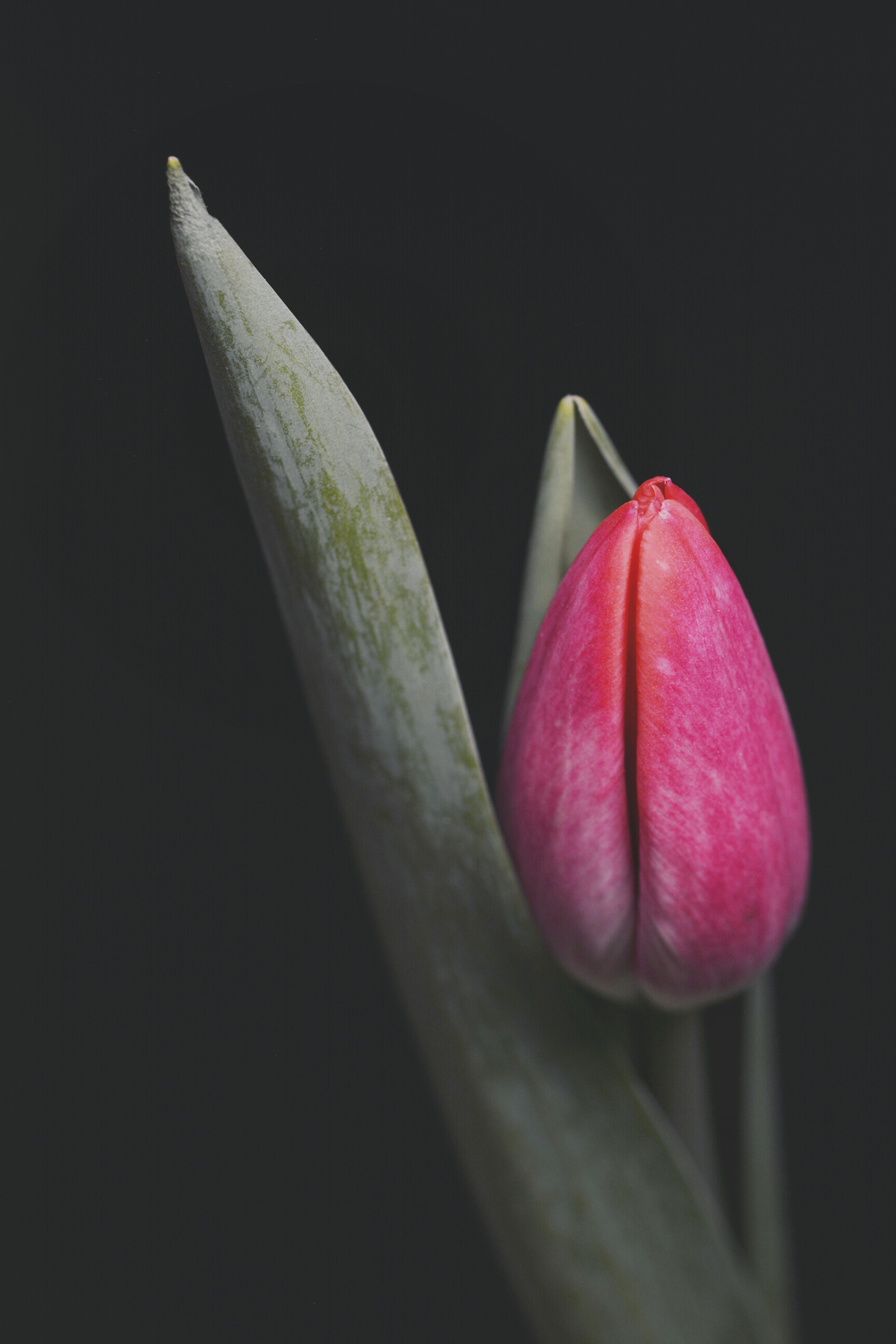 Picture of Closed Tulip In Shadows Free Stock Photo