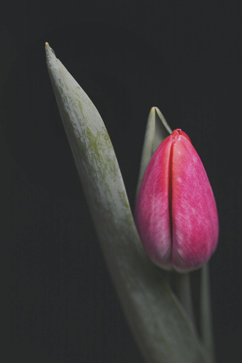 closed tulip in shadows