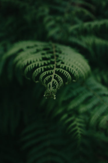 closeup of a young green fern