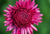 closeup of bright pink flower
