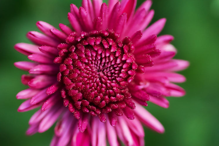 closeup-of-bright-pink-flower.jpg?width=