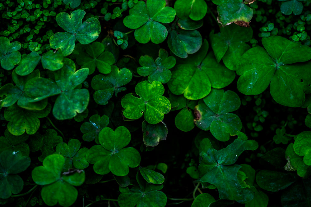 closeup of clover leaves