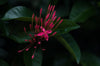 closeup of single open jungle flower