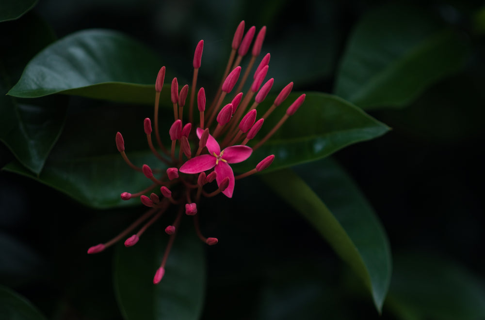 closeup of single open jungle flower