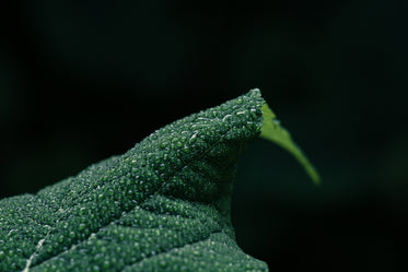 closeup of water on green leaf