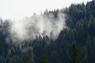 cloud lost in the forest