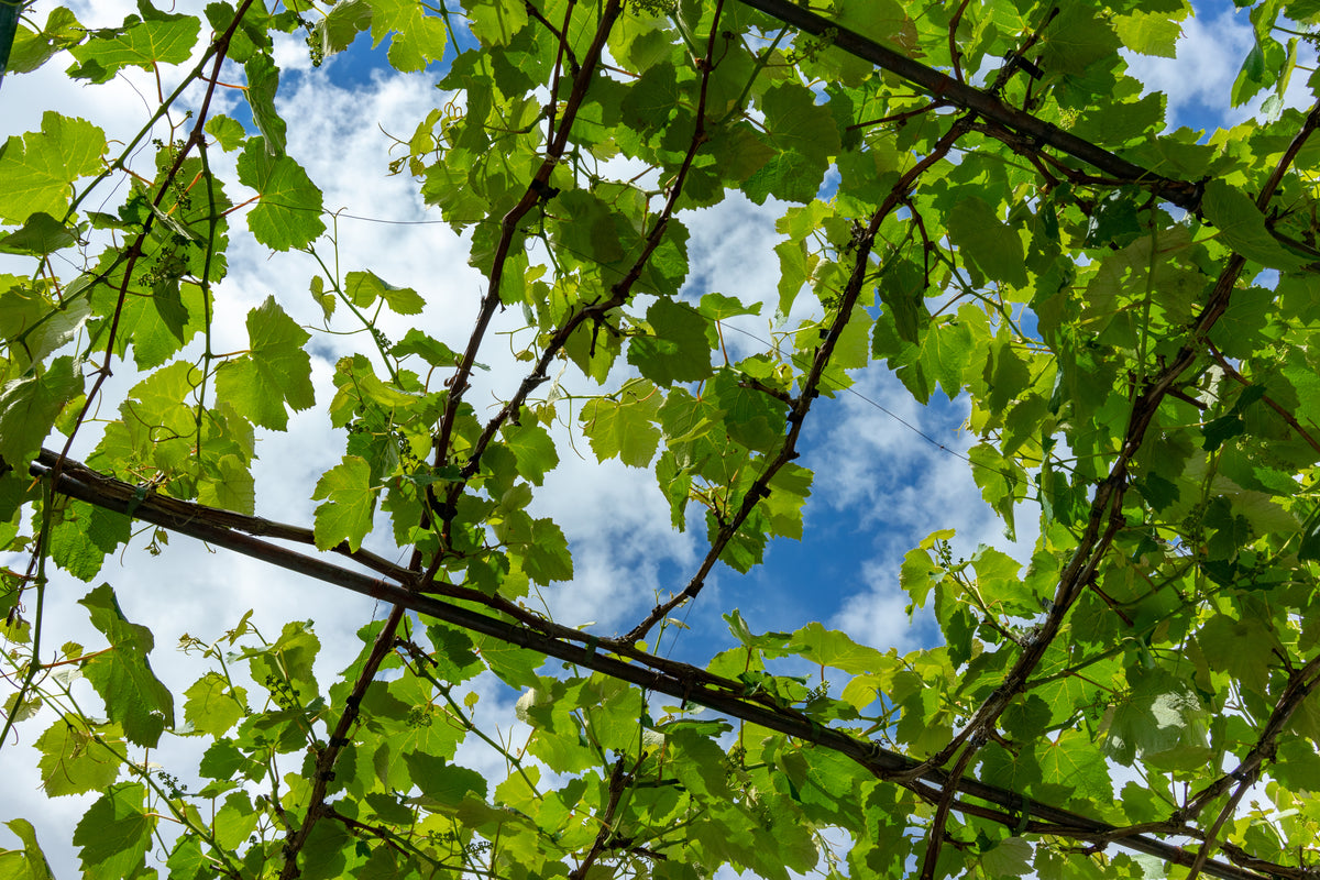 cloudy blue sky through bright green leaves