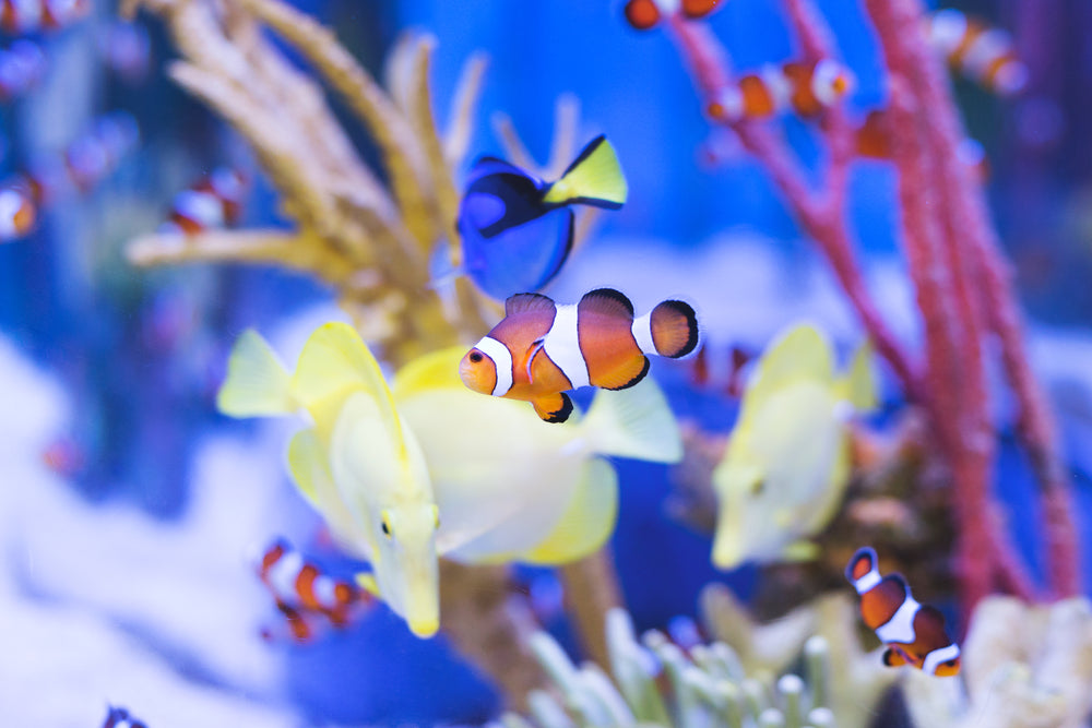 clown fish in aquarium