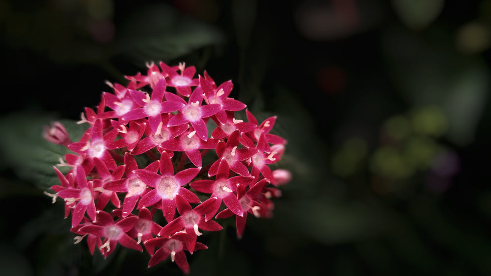 cluster of bright pink flowers