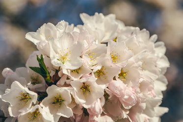 cluster of cherry blossoms