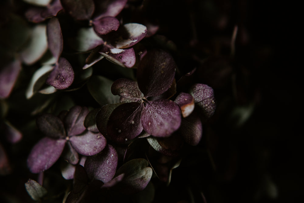 cluster of dried hydrangeas