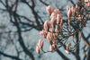 cluster of magnolia blooms
