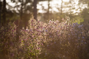 cluster of pink flowers glowing in morning sunshine