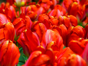 cluster of red tulips