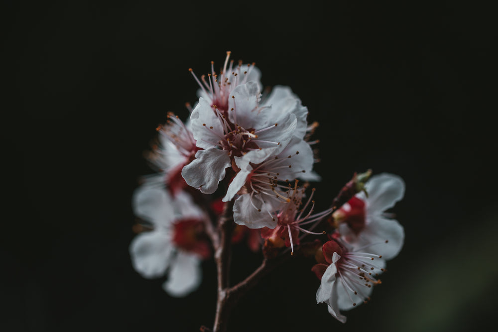 cluster of white flowers on a branch