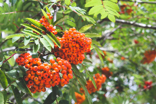 clusters of bright orange berries clinging to branch