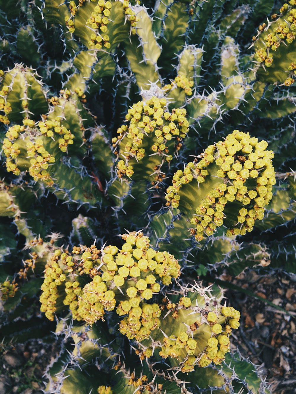 clusters of cactus flowers in bloom