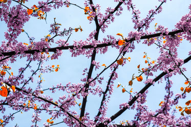 clusters of cherry blossoms against blue sky in spring