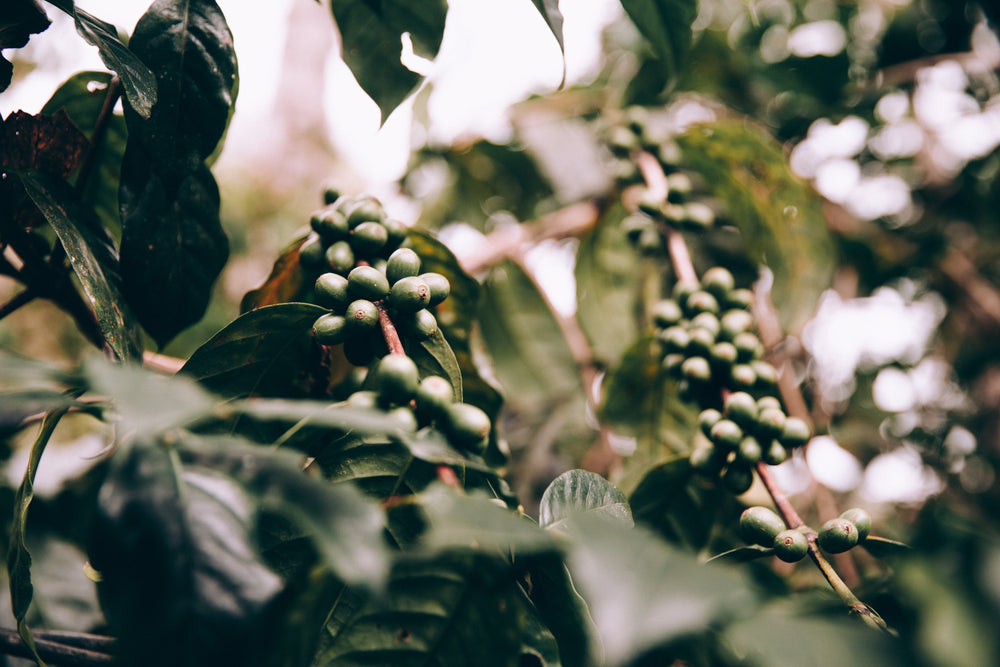 clusters of firm green fruit in lush jungle