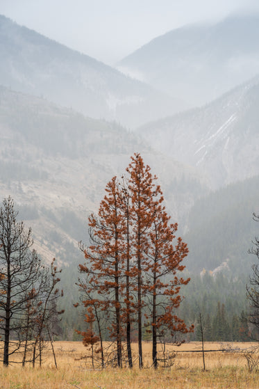 clusters of red pine trees overlook rising mountainside