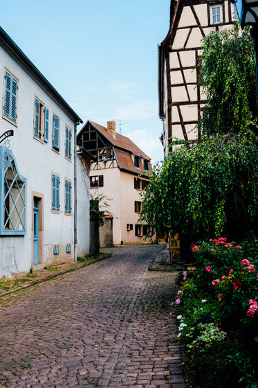 cobble stone street shrowded in foliage