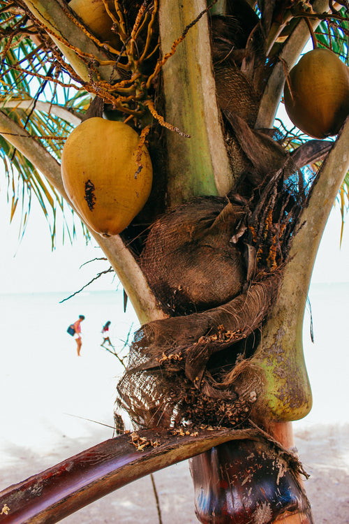 coconut tree closeup